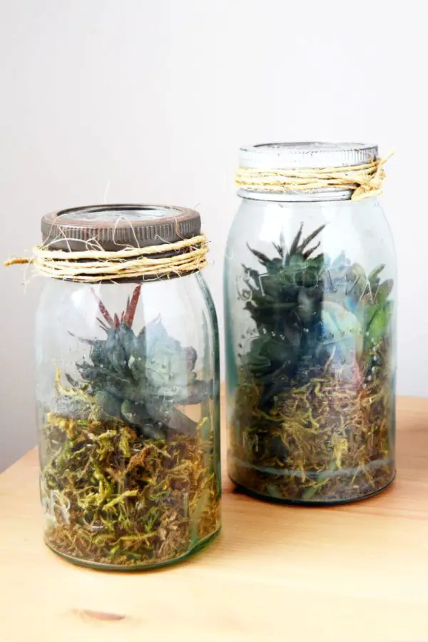 mason jar terrarium