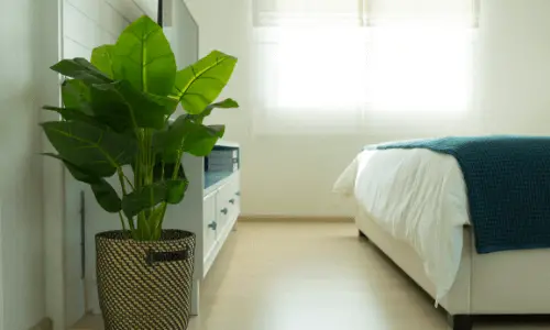 Green Plants - Bedroom Makeover Ideas