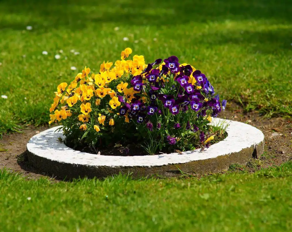 Colorful Flower Bed