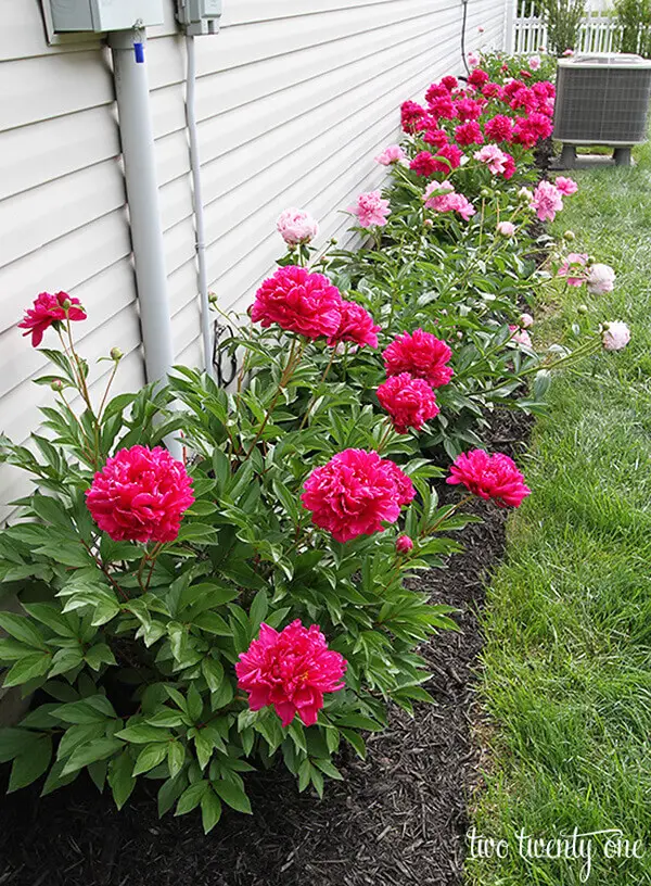 DIY Peony Flower Bed