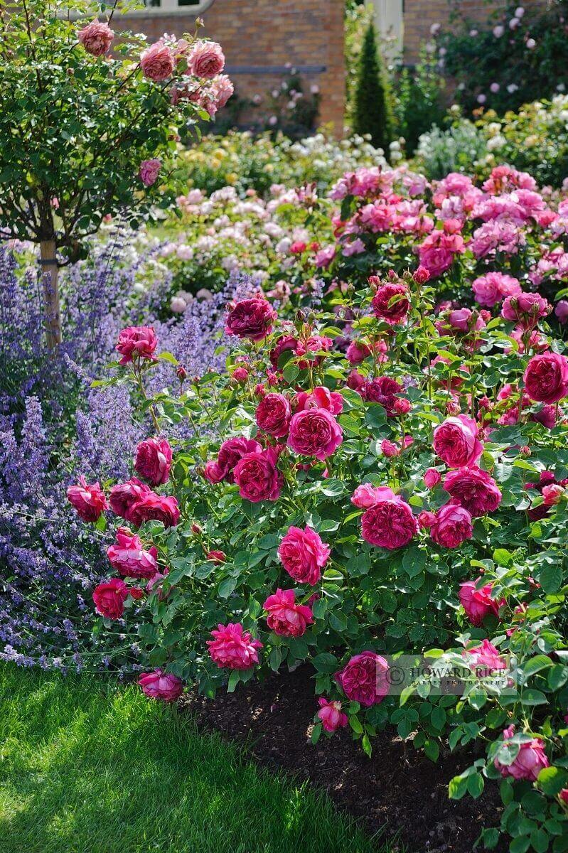 Romantic Rose and Lavender Garden
