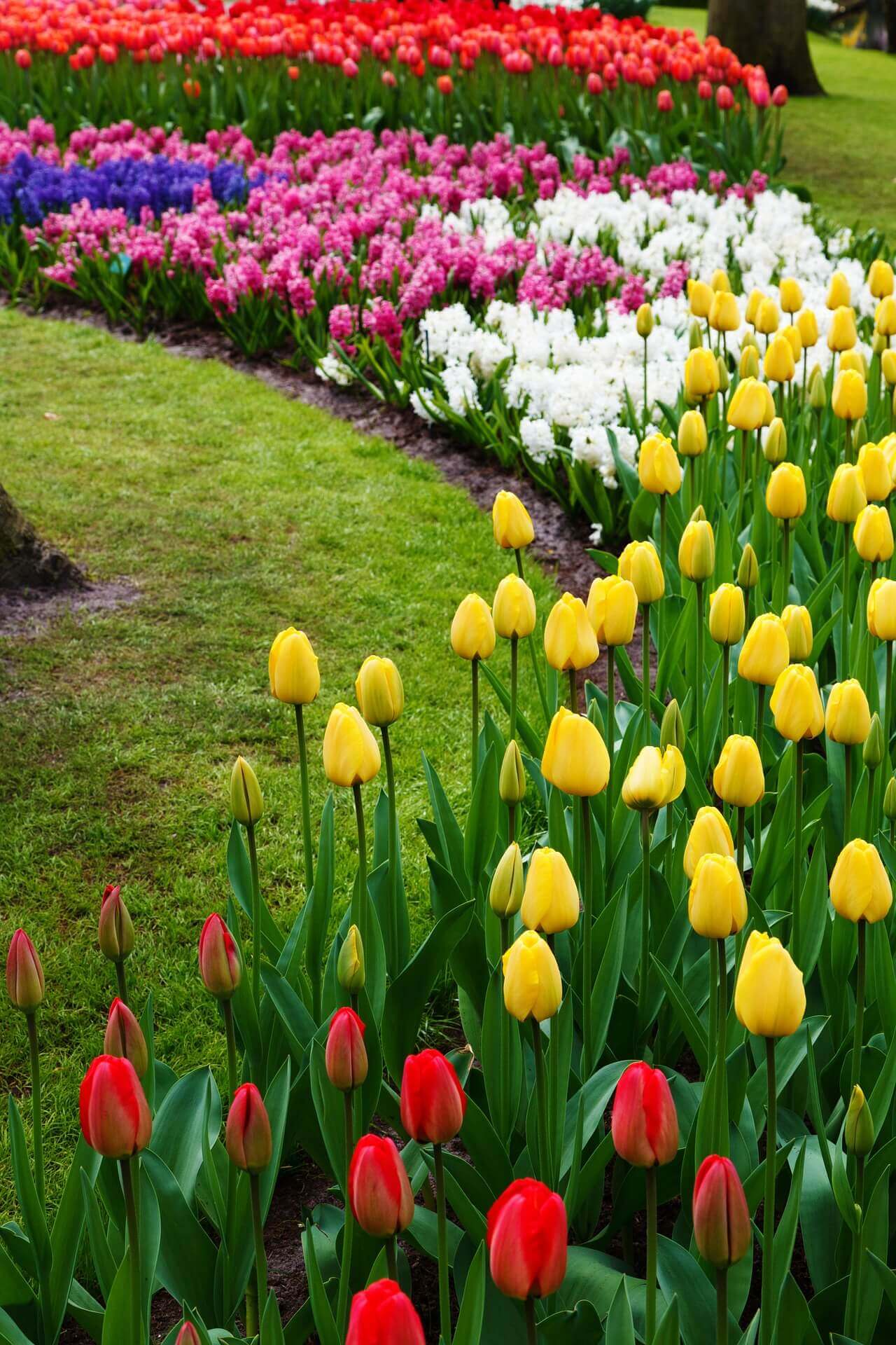 Tulips with Annuals and Perennials