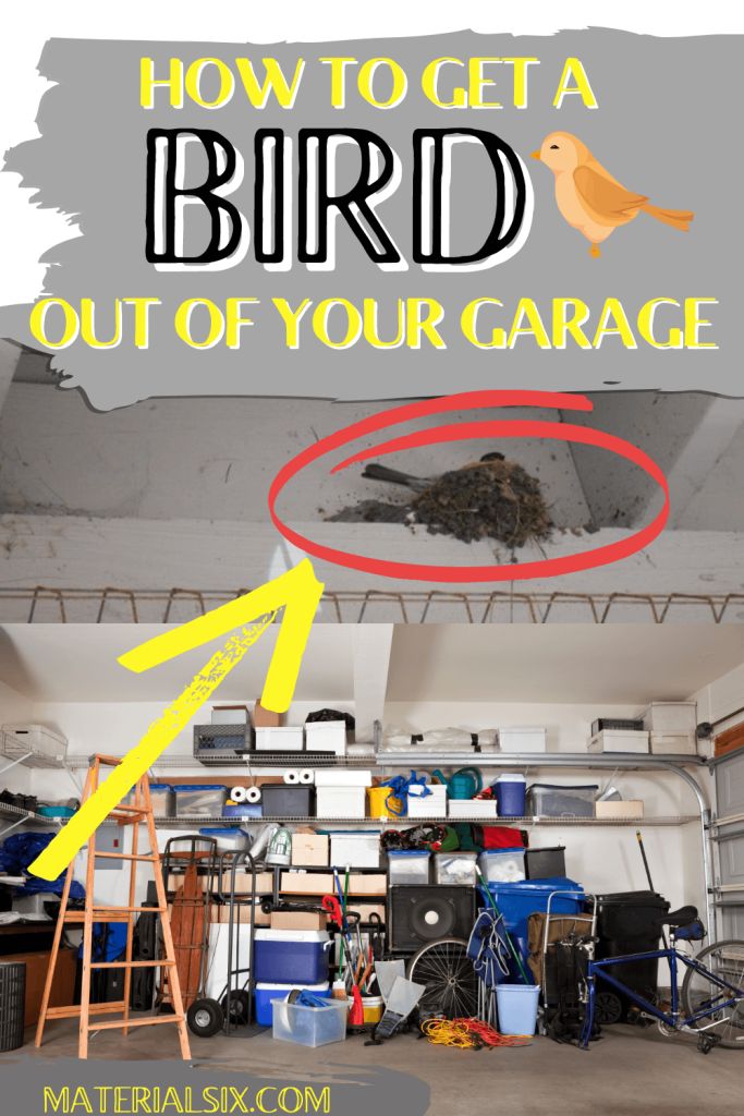 How to Get a Bird Out of Your Garage