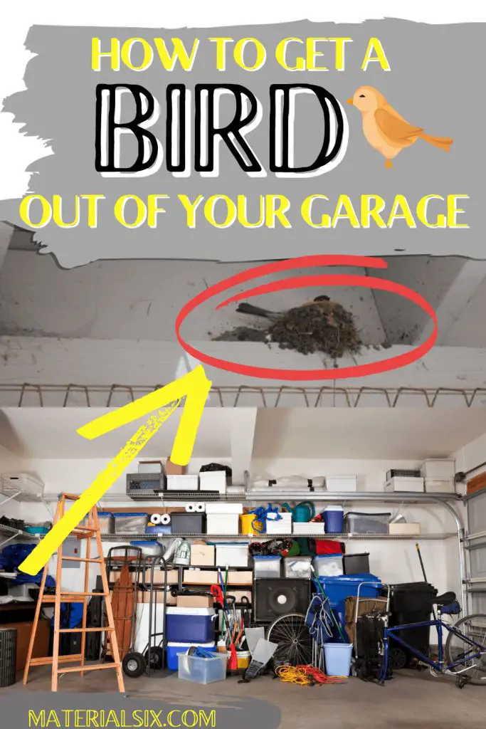 How To Get a Bird Out of The Garage (5+ Effective Ways)