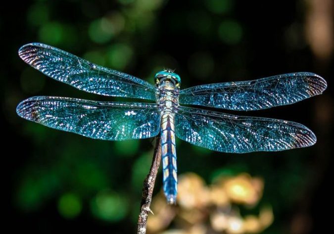 How to Attract Dragonflies to Your Yard