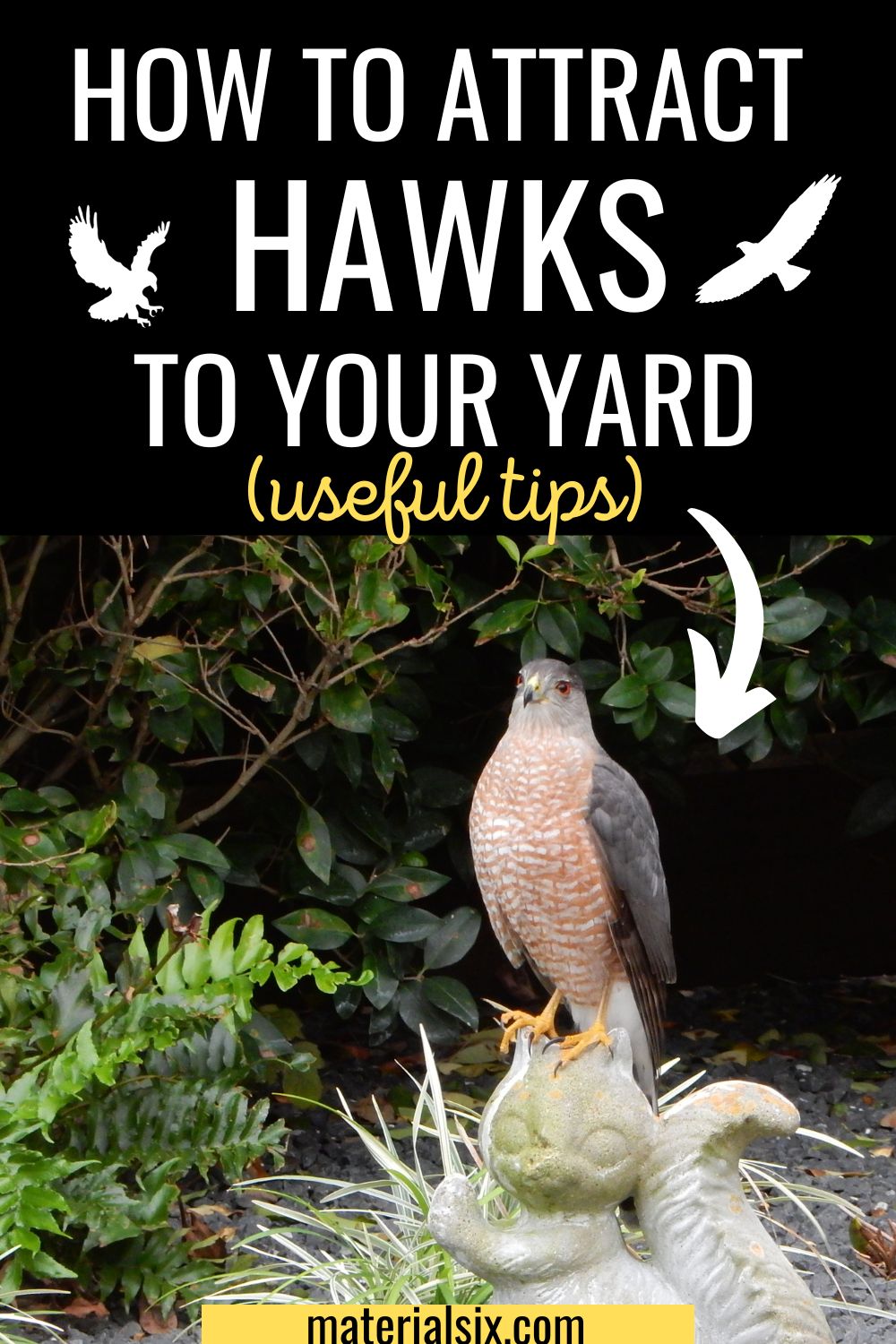 How to Attract Hawks to Your Yard