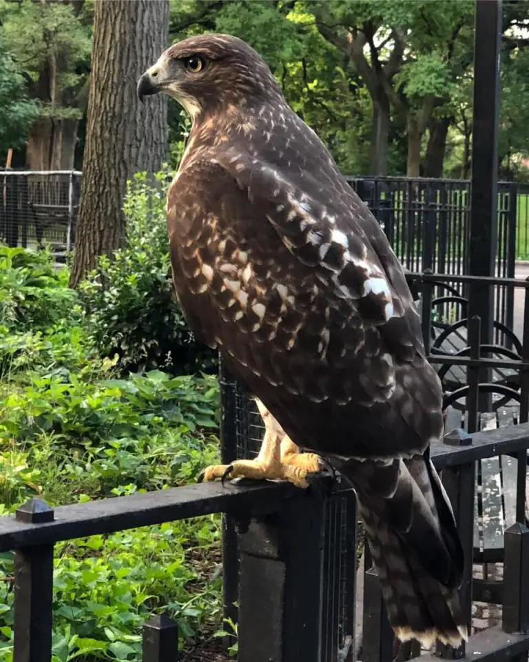 How to Attract Hawks to Your Yard