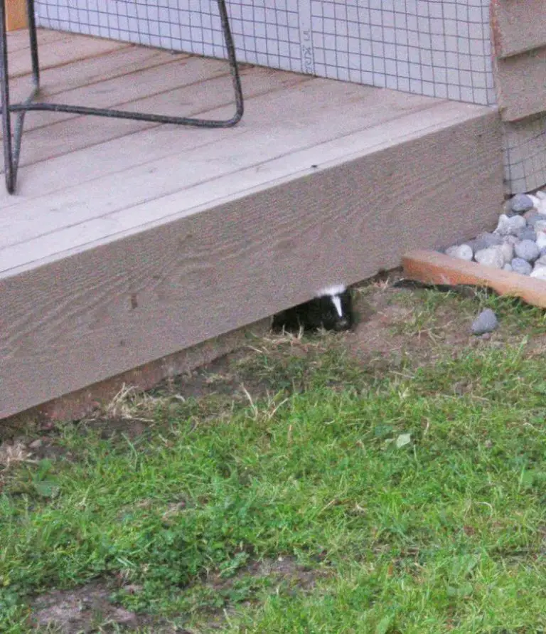 How to Get Rid of Skunks Under Deck Effectively Wait No More!