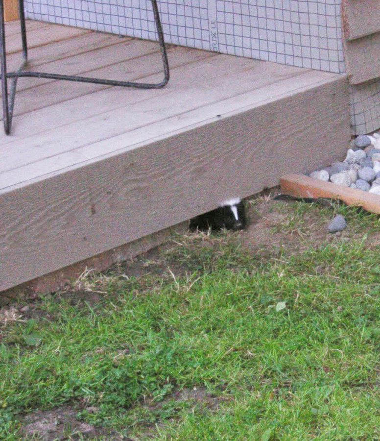 How to Get Rid of Skunks Under Deck