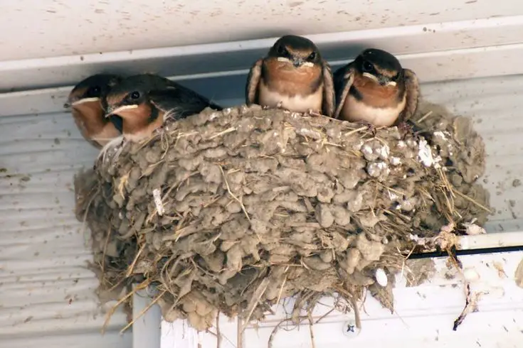 How To Get a Bird Out of The Garage (5+ Effective Ways)