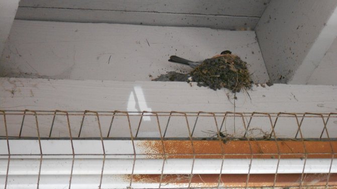 how to get a bird out of the garage