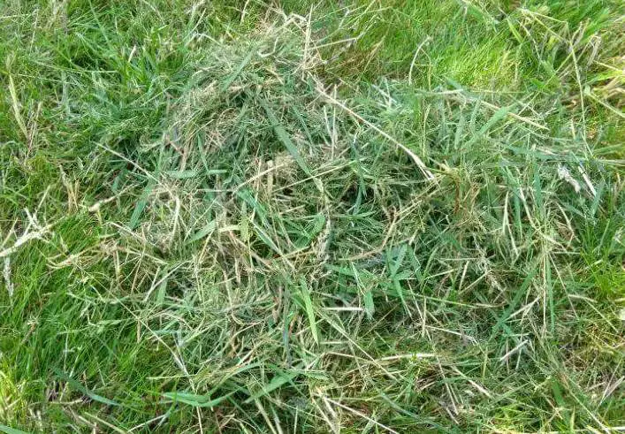 How to Dispose of Grass Clippings After Mowing