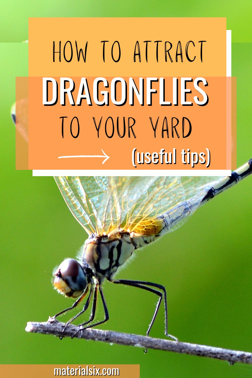 how to attract dragonflies to your yard (2)