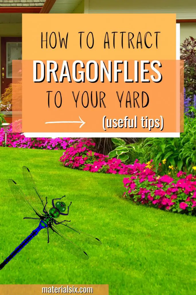 How To Attract Dragonflies To Your Yard (7 Useful Tips)