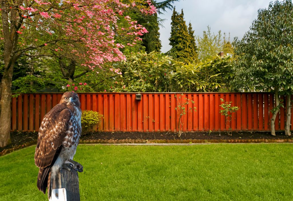 how to attract hawks to your yard