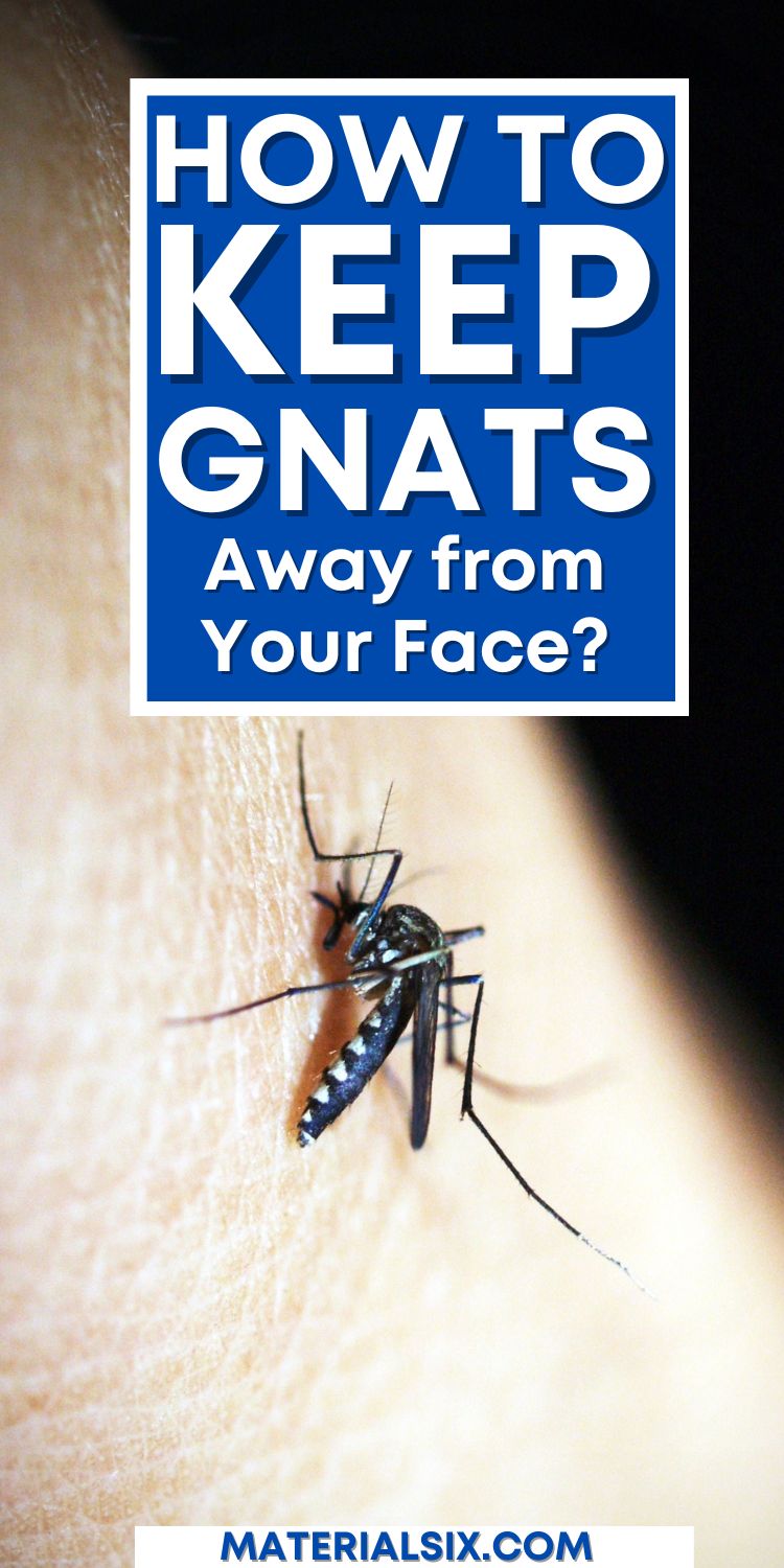How to Keep Gnats Away from Your Face