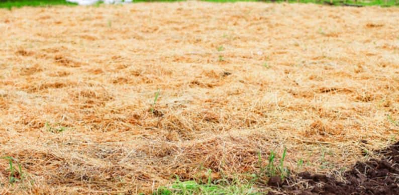 Cover the muddy yard with straw as a temporary fix