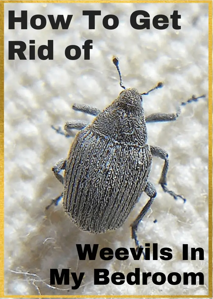 How to get rid of weevils in my bedroom