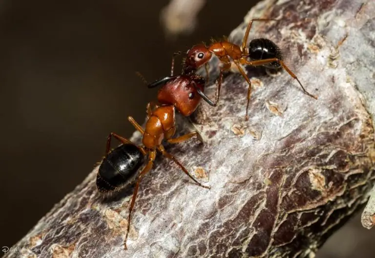 How to Get Rid of Carpenter Ants in Trees (4 Useful Tips)