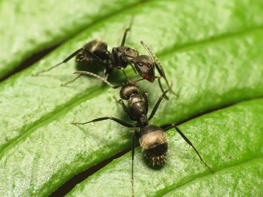 How to Get Rid of Carpenter Ants in Trees