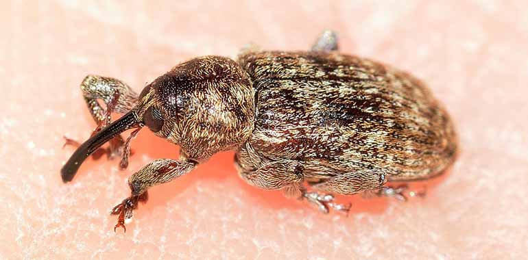 How To Get Rid of Weevils In My Bedroom