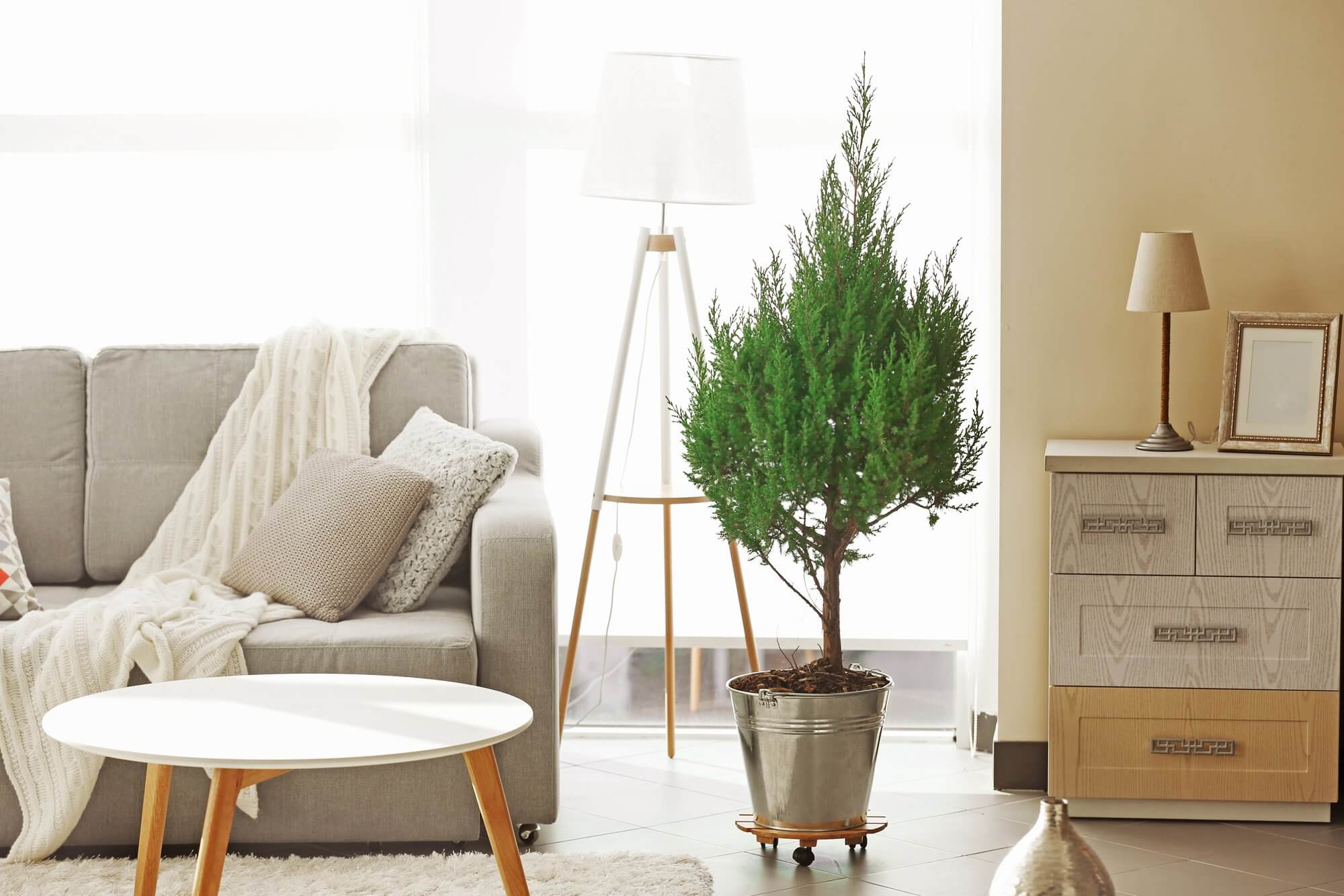 Potted Pines - Living Room Decor Ideas