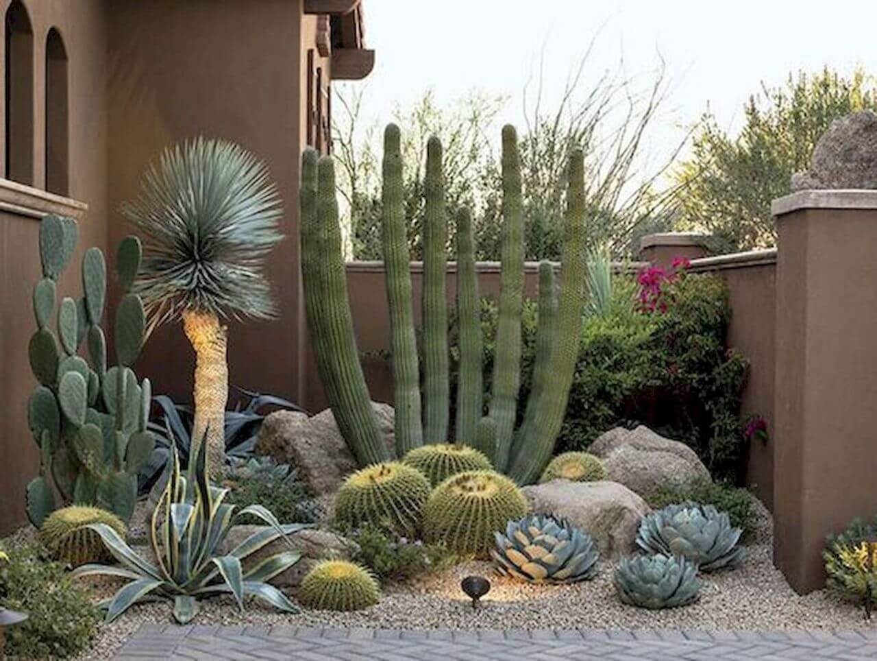 Cactus - Desert Landscaping Ideas