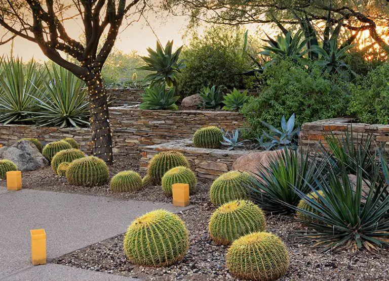 Desert landscaping ideas for your backyard