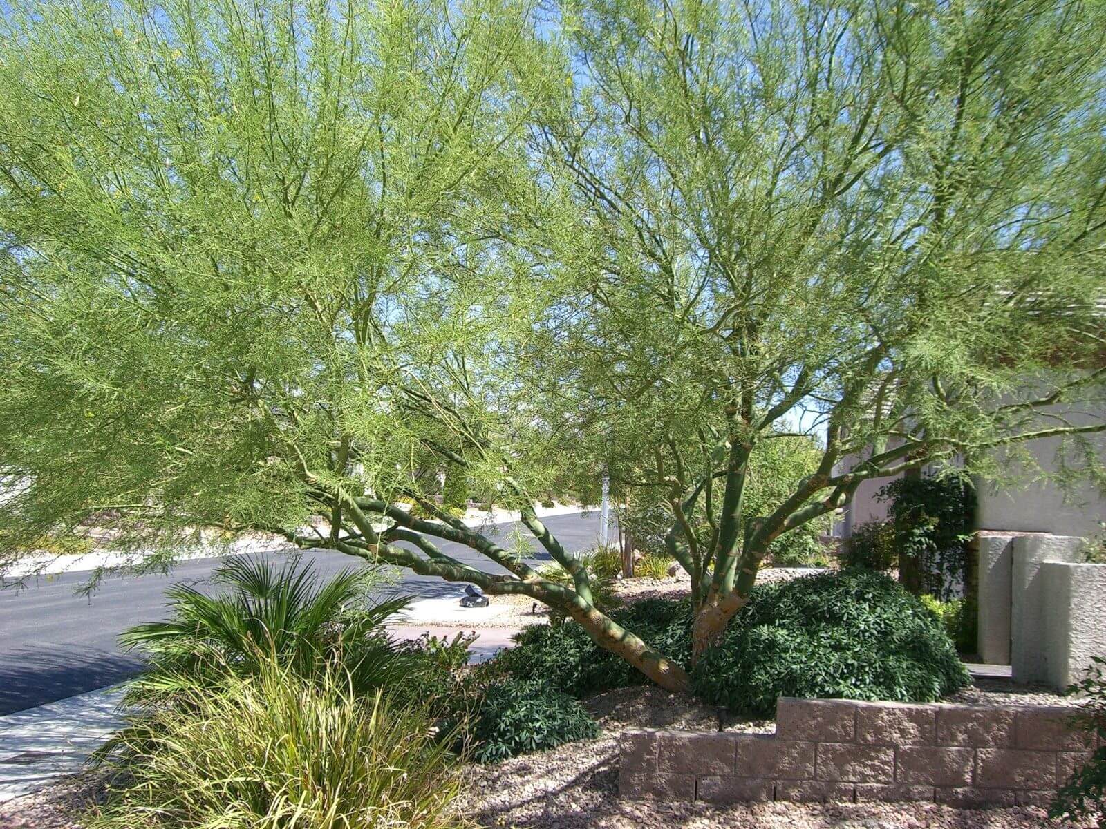 Shady Trees - Desert landscaping Ideas