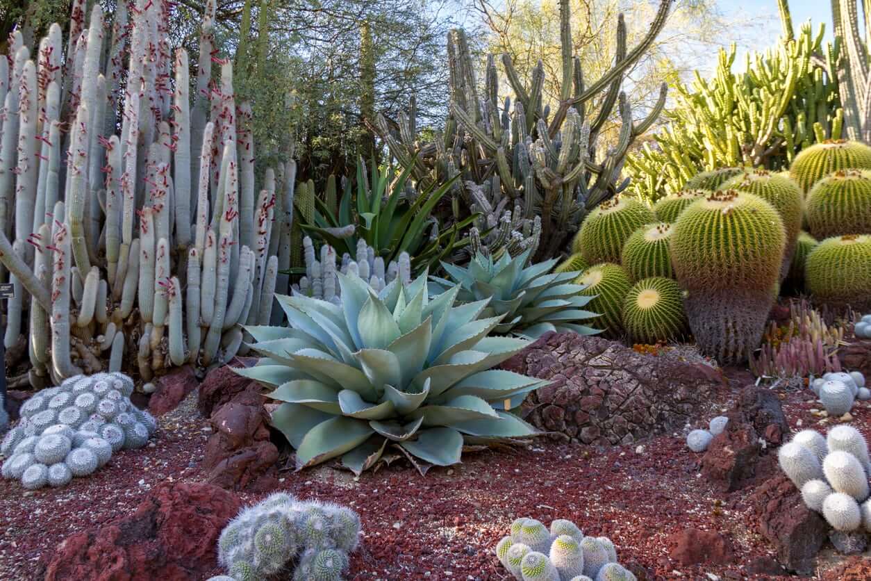 Southwestern-Style Plants - Desert landscaping Ideas