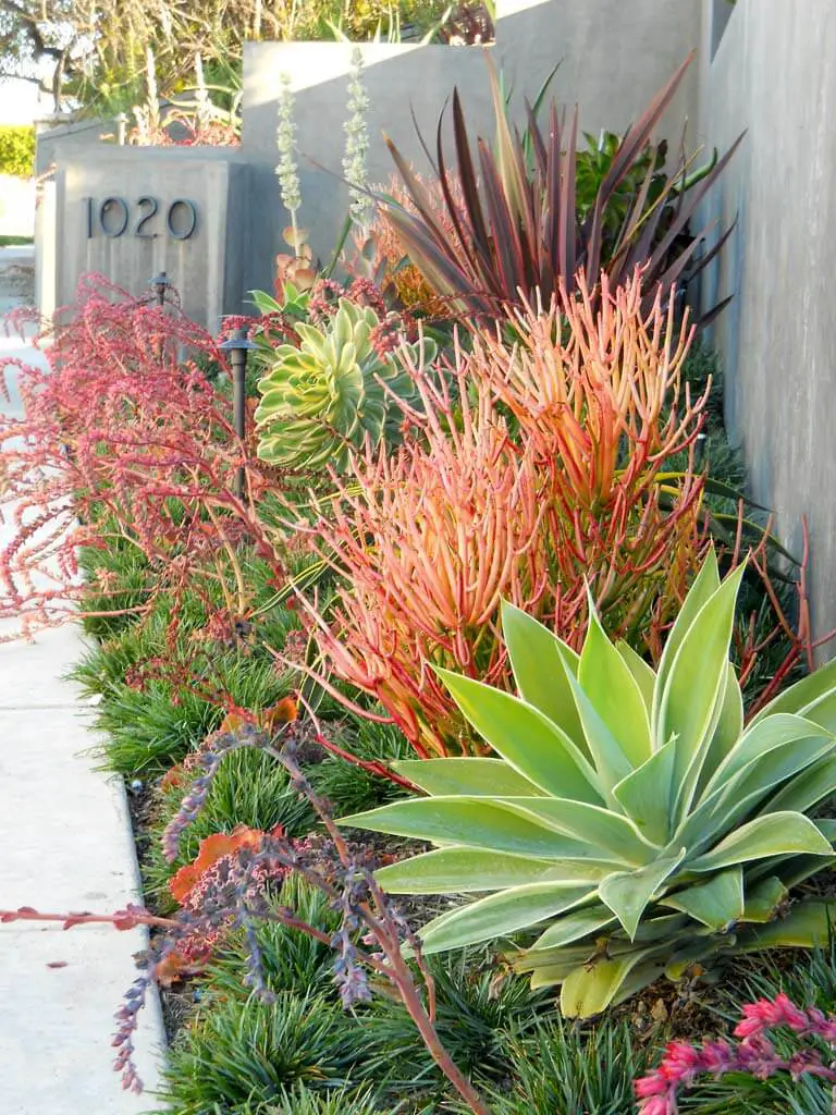 The Plants to Choose for Desert Landscaping Ideas
