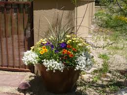 Using Pot Plants - Desert landscaping ideas