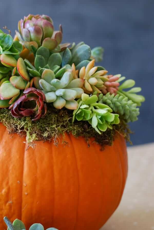  Succulent planter pumpkin