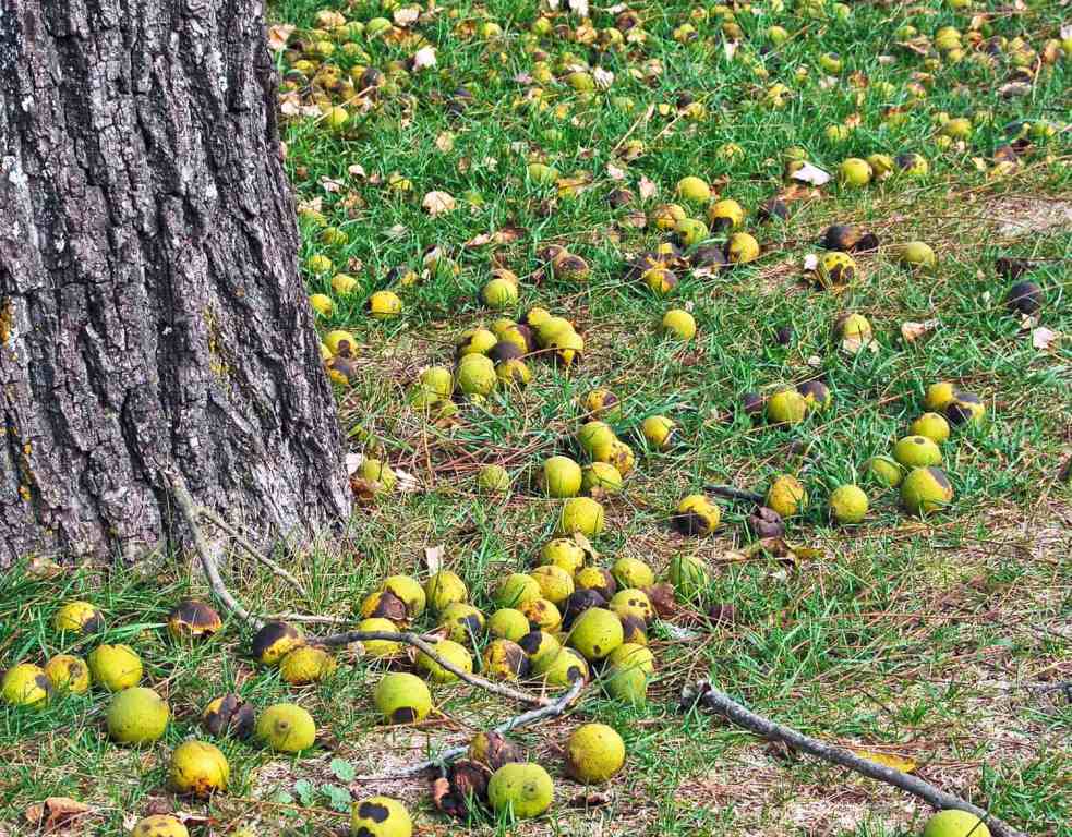 how much is a black walnut tree worth