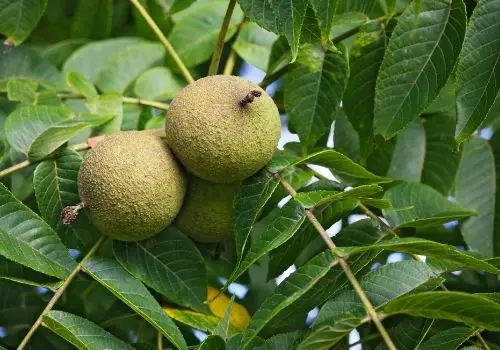 how much is a black walnut tree worth
