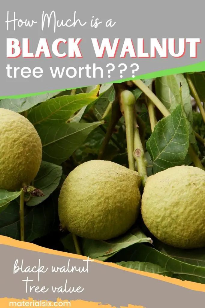 How Much Is a Black Walnut Tree Worth: Current Market Prices and ...