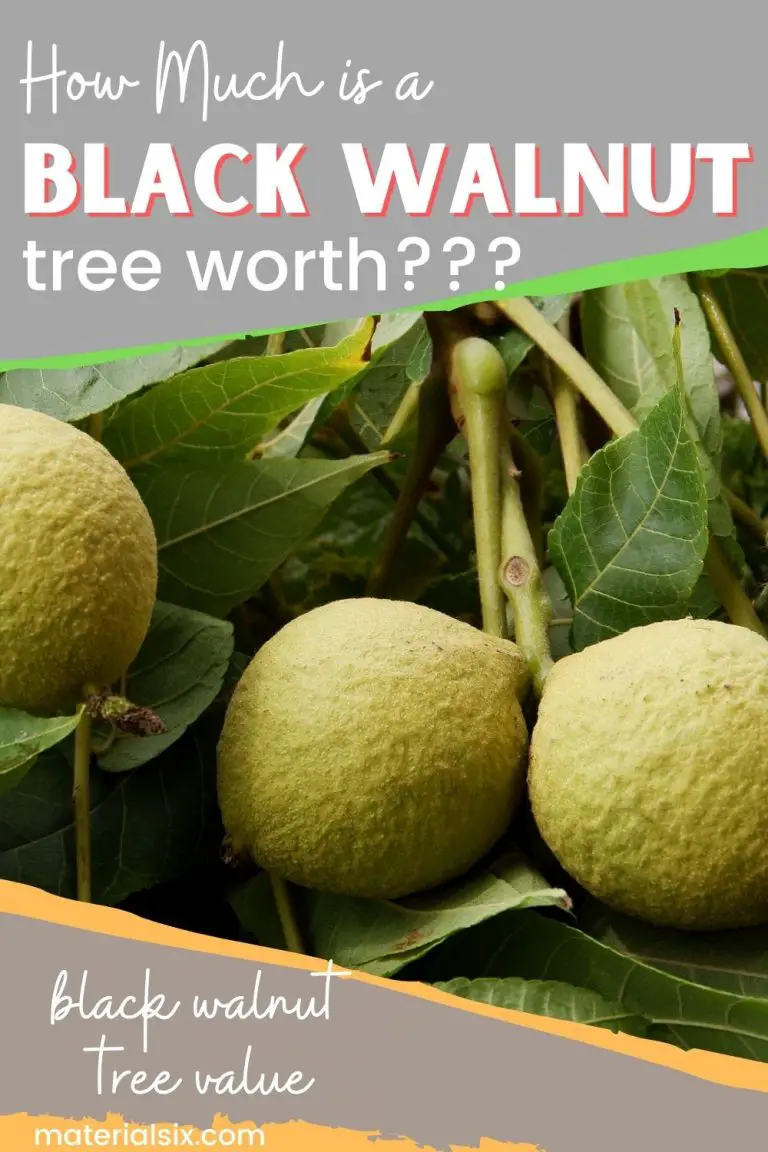 How Much Is a Black Walnut Tree Worth Current Market Prices and Factors That Impact Value