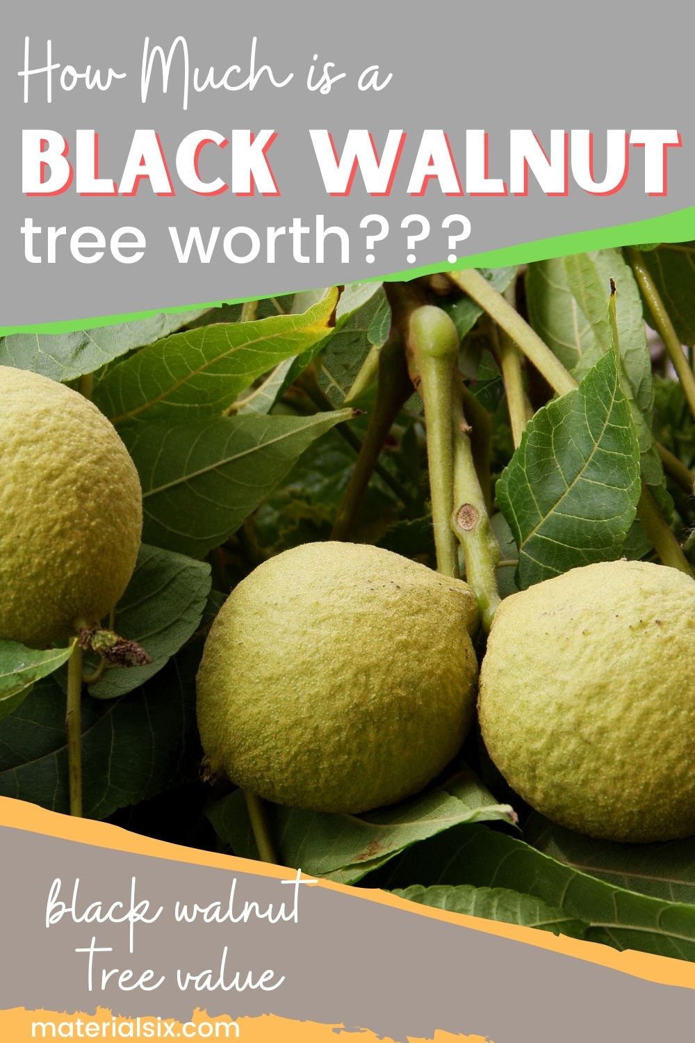 how much is a black walnut tree worth