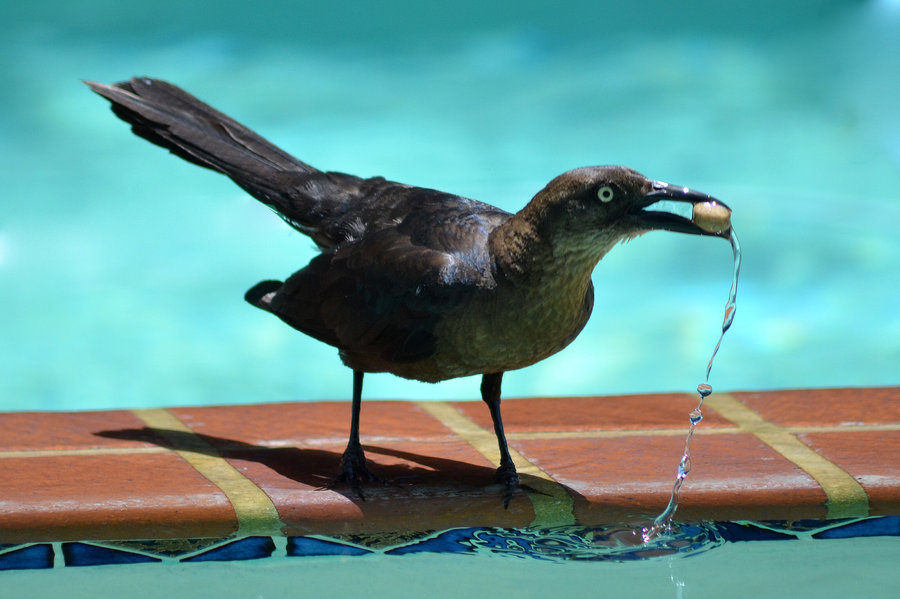how to Keep Birds from Pooping on Your Deck patio porch pool