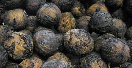 Why is Black Walnuts Expensive?