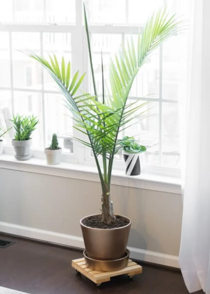 DIY Rolling Plant Caddy