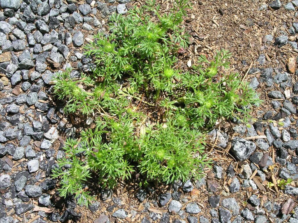 Burweed - How to get rid of stickers in yard