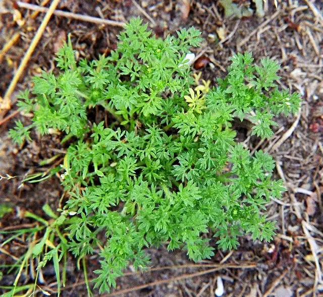 how to get rid of grass burrs