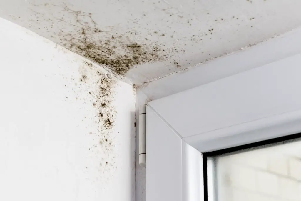 How Do I Get Rid of Mold & Mildew?