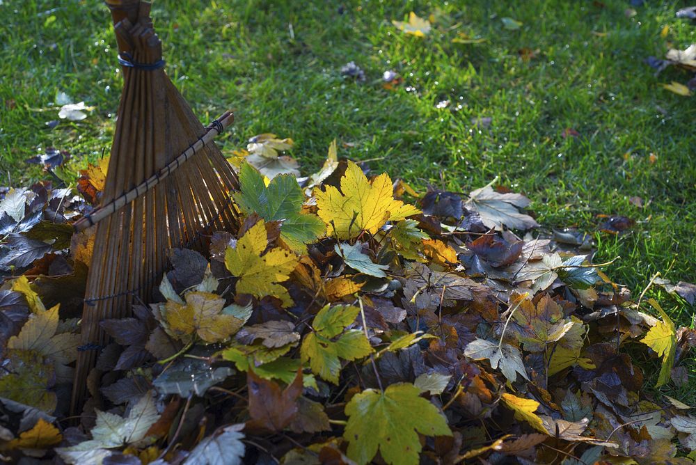 raking-leaves-how-to-get-rid-of-stickers-in-your-yard