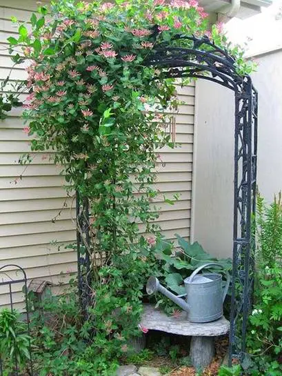 Corner Vertical Garden with Trellis