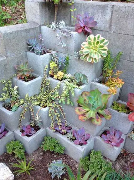 Succulent Paradise in Blocks