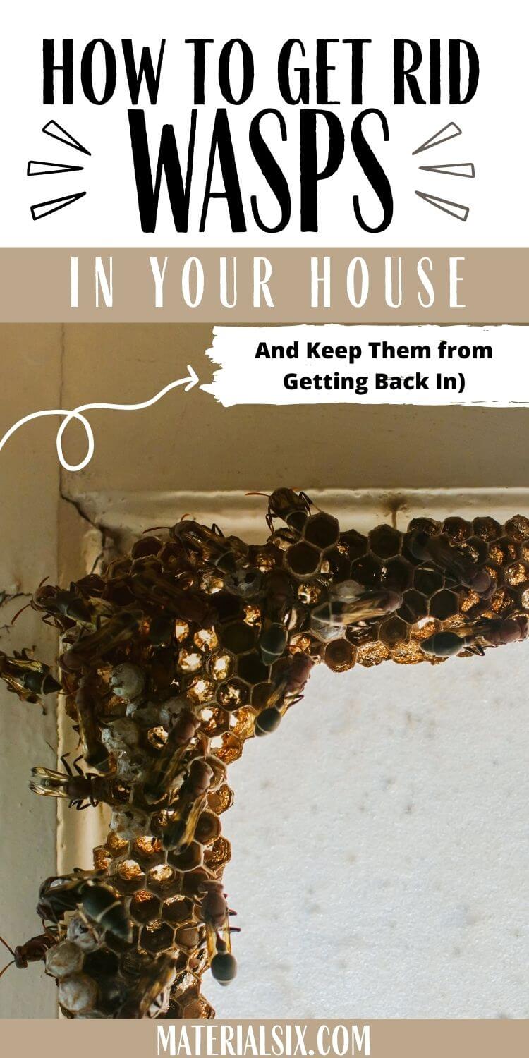 how to Get Rid of Wasps in the House