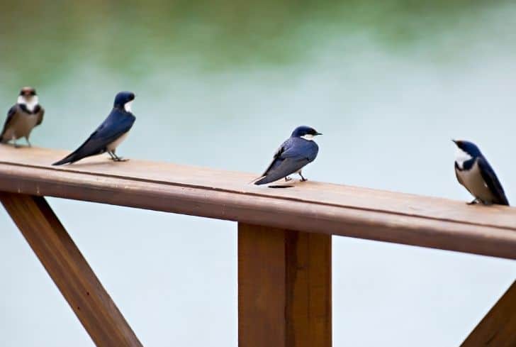 how to Keep Birds Off of Your Porch