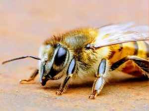 How to Keep Bees Away From Porch, Deck, Patio